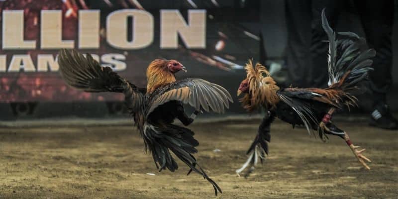 Kinh nghiệm đá gà qua mạng siêu hiệu quả dành cho kê thủ